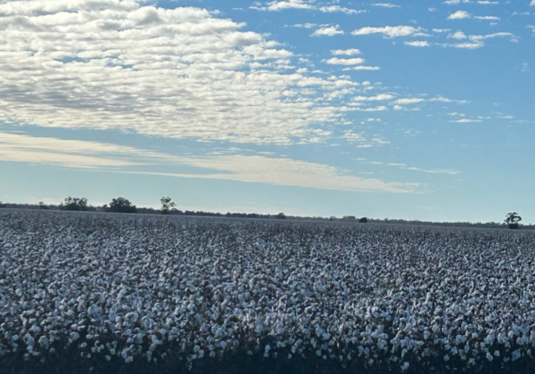 Cotton field_St George